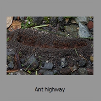 Ant highway